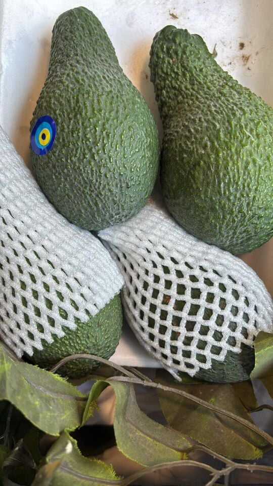 Avokado