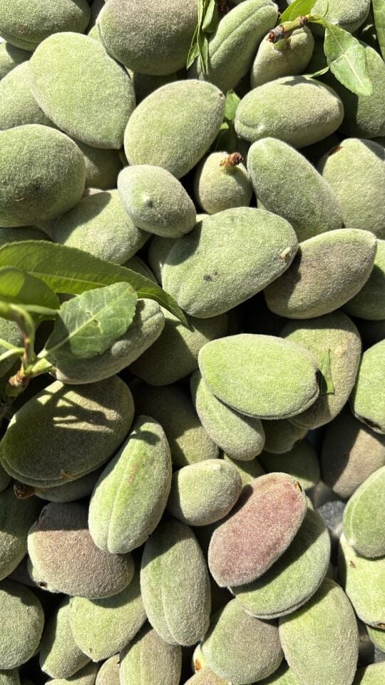 Çağla 1 Kg
