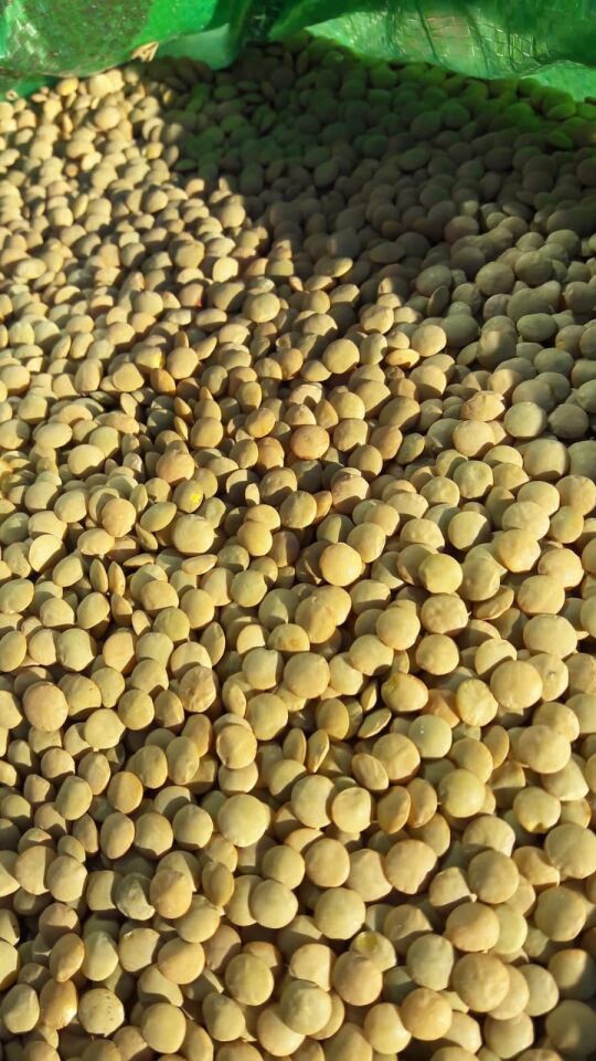 Yeşil Mercimek 1 Kg Niğde