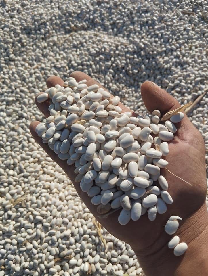 Kuru Fasülye 1 Kg Niğde