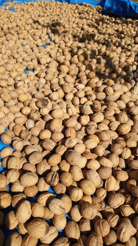 Kabuklu Ceviz 1 Kg YERLİ NİĞDE