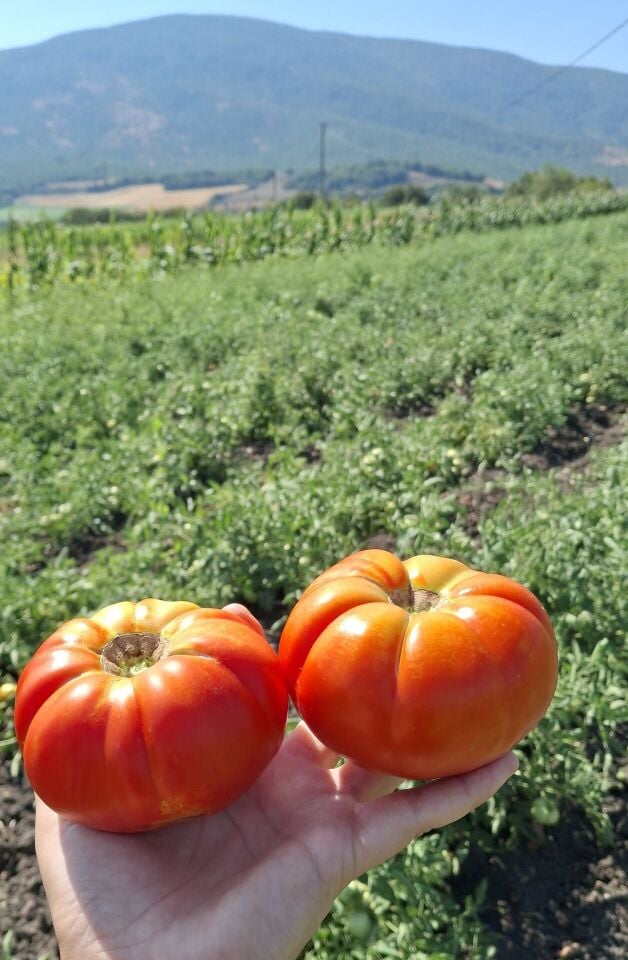 Köy Domatesi 1 kg