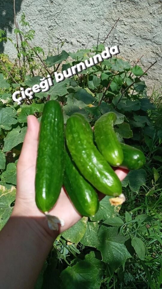 SALATALIK 1 KG  BAHÇE
