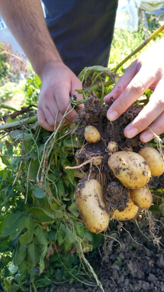 KIZARTMALIK NİĞDE PATATES