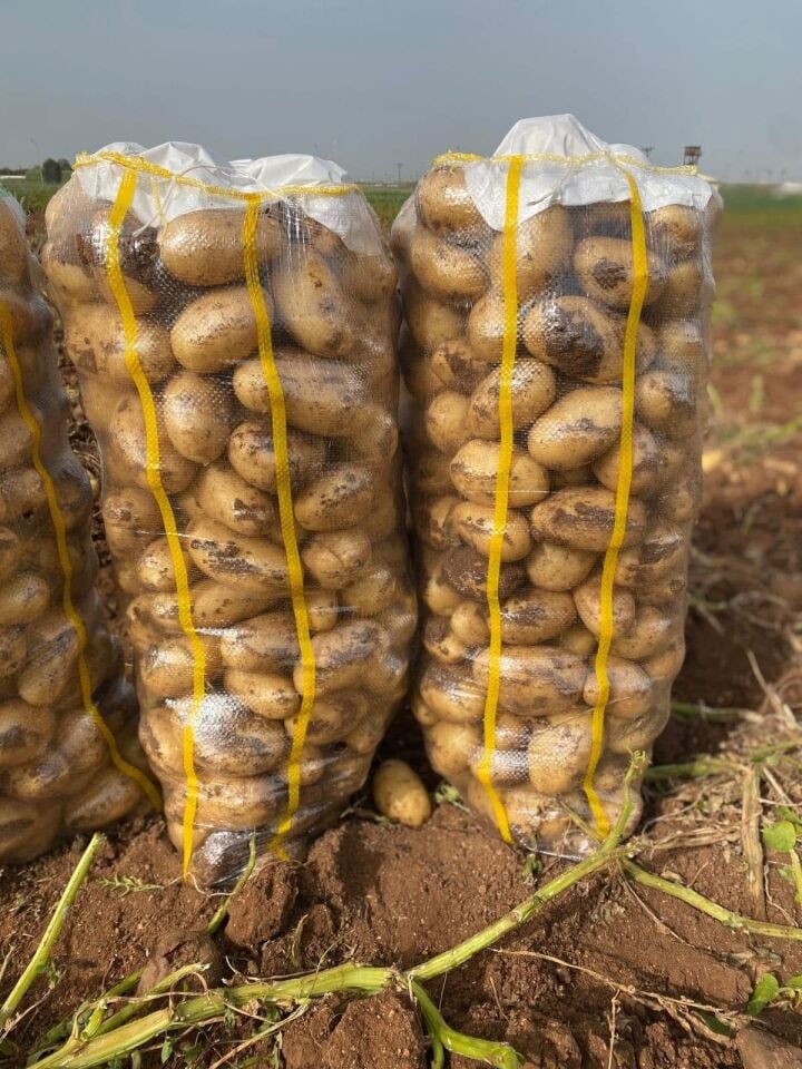 AGRİA ŞUHUT PATATES KIZARTMALIK