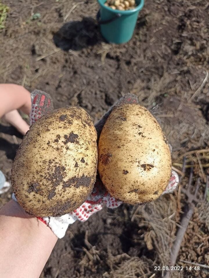 KUMPİR PATATES