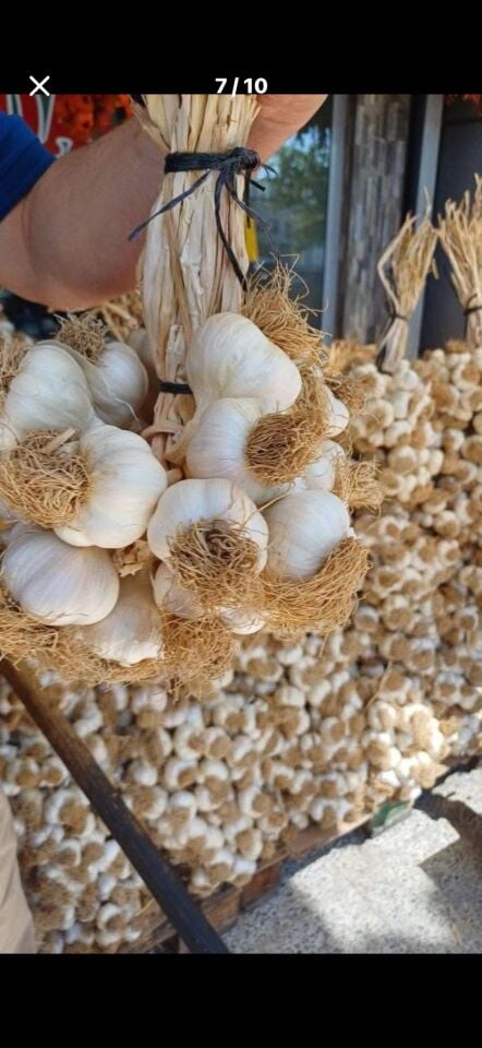SARIMSAK İRİ DİŞ YERLİ
