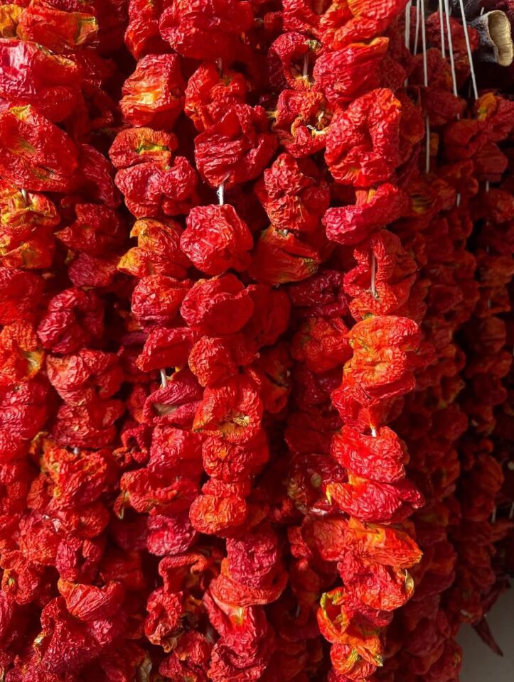 KURUTULMUS DOLMA BİBER