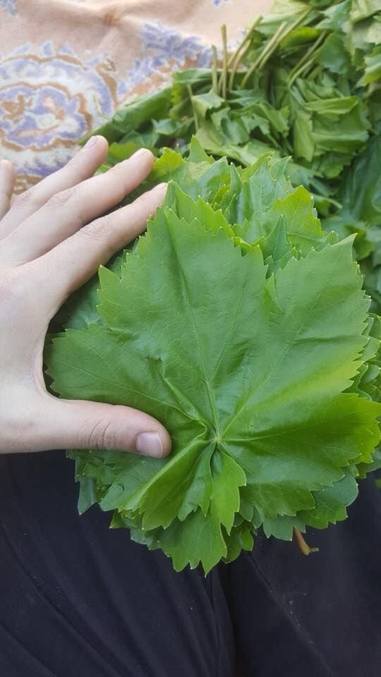 YAPRAK 1 KG