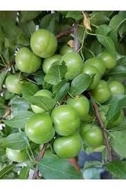 ÇITIR ERİK 1 KG